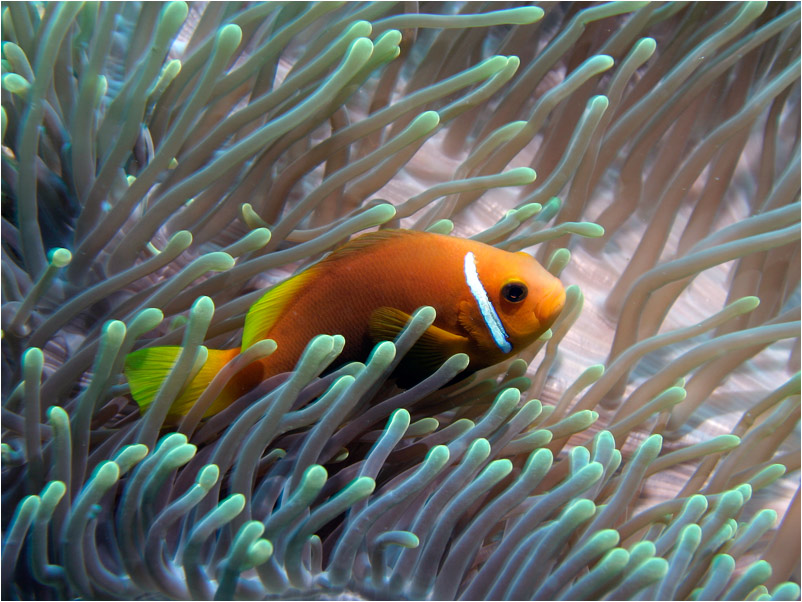 Maldives clownfish