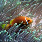 Maldives clownfish