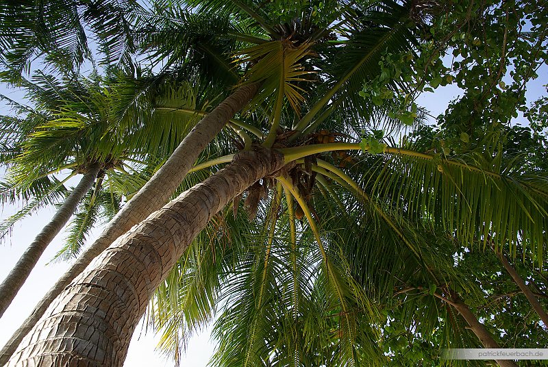 Maldives - Coconut Tree