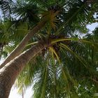 Maldives - Coconut Tree