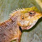 Maldivian Lizard