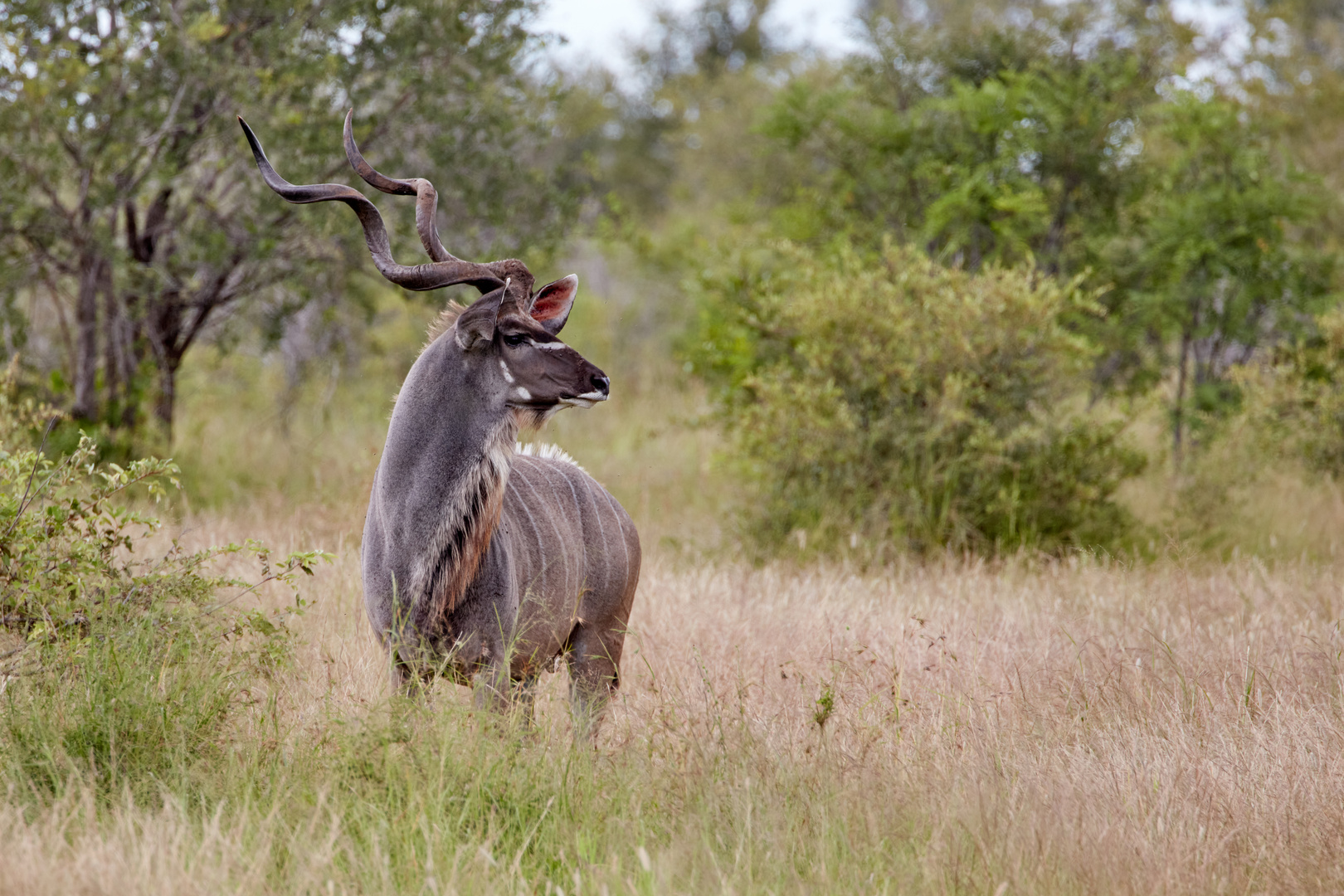 Male adult Kudu antelope