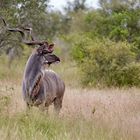 Male adult Kudu antelope