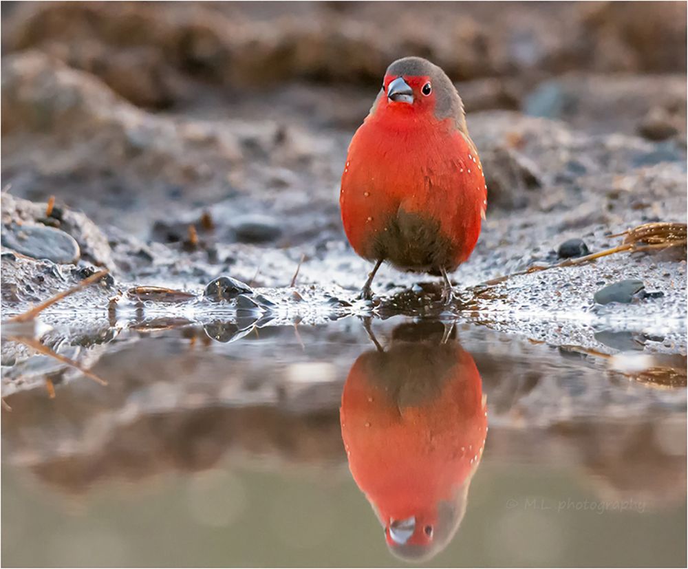 Male African fire finch (Lagonosticta rubricata)