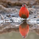 Male African fire finch (Lagonosticta rubricata)