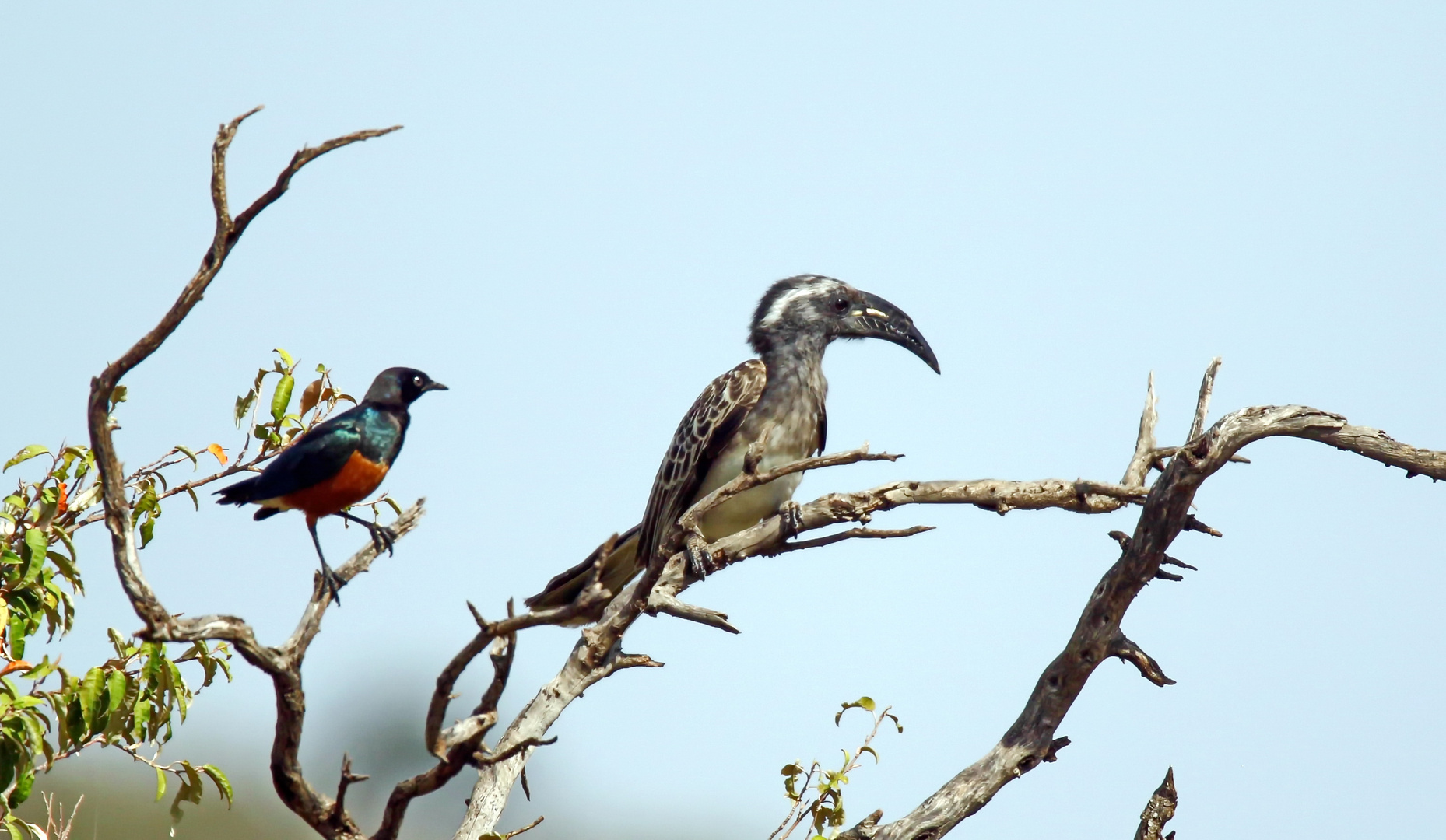 male African grey hornbill,Lophoceros nasutus epirhinus