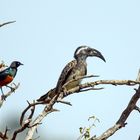 male African grey hornbill,Lophoceros nasutus epirhinus