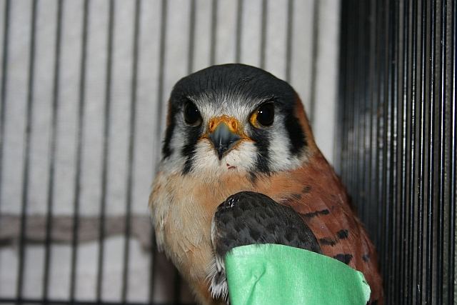 male American Kestrel