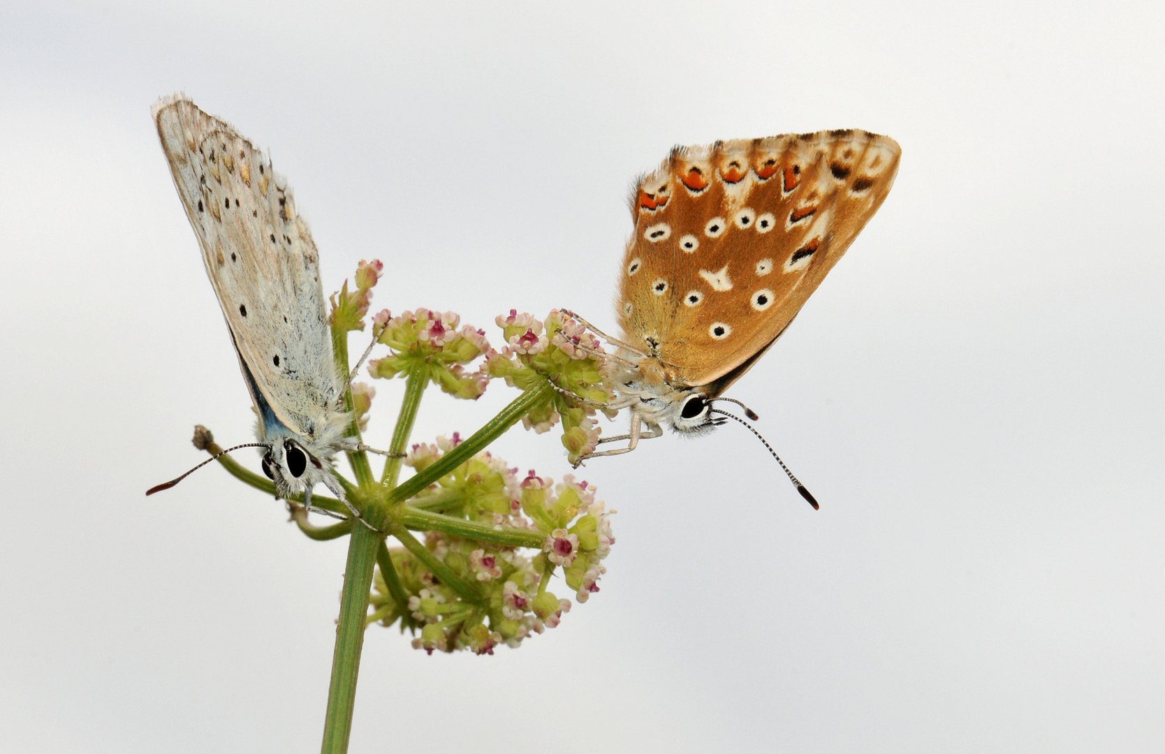 Male and female