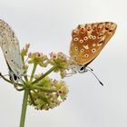 Male and female