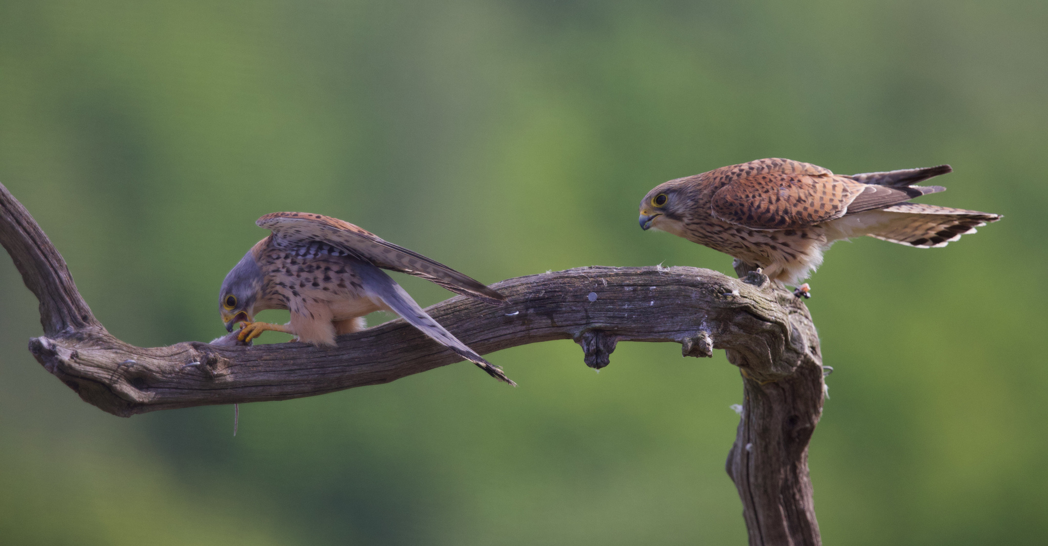 Male and Female Kestrel