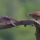 Male and Female Kestrel