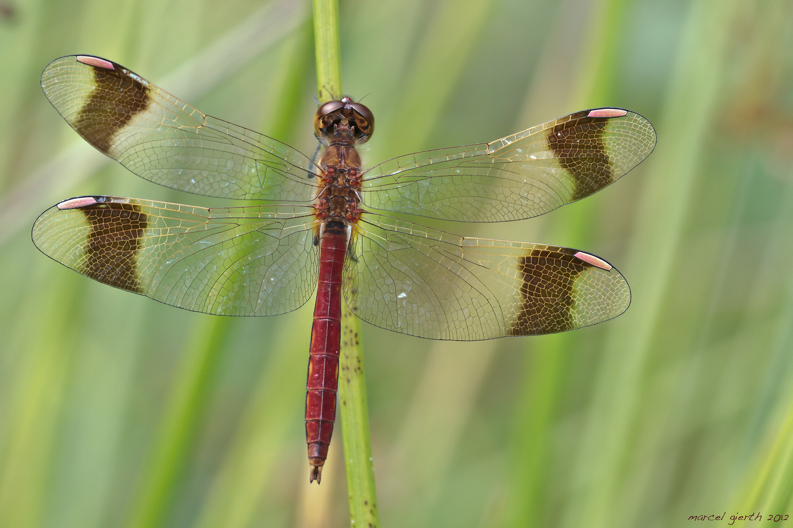 Male banded darter