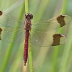 Male banded darter