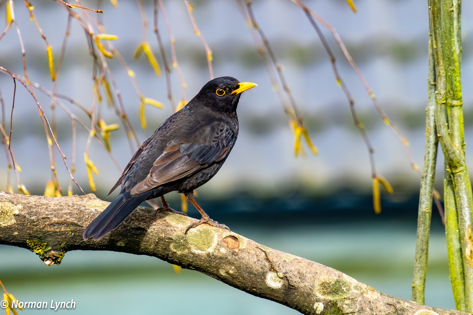 Male Blackbird  