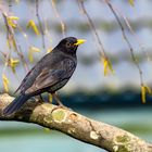 Male Blackbird  