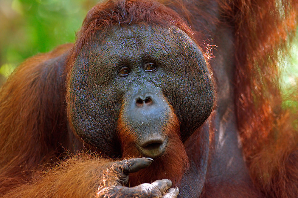  Male  bornean  orangutan  Pongo pygmaeus Foto Bild 