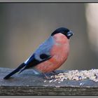 Male Bullfinch