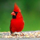 Male Cardinal 3