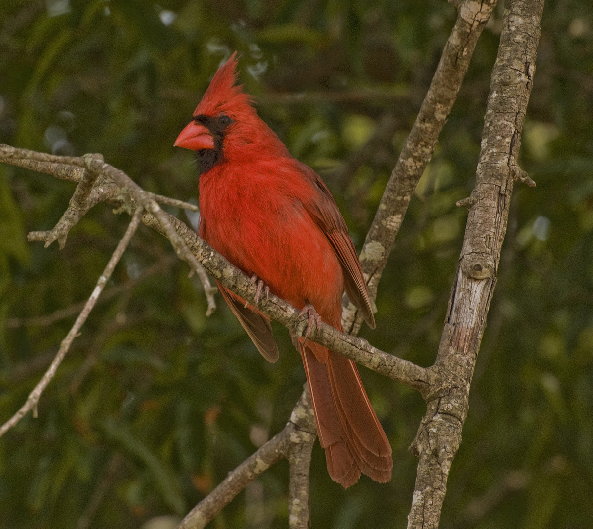 Male Cardinal