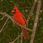 Male Cardinal