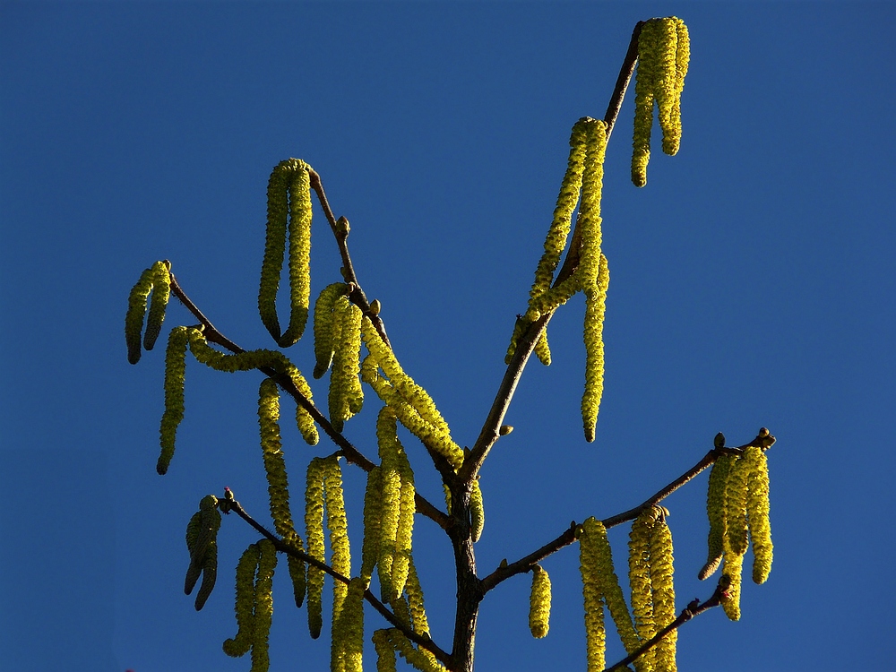 Male catkins on Common Hazel