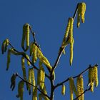 Male catkins on Common Hazel