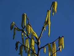 Male catkins on Common Hazel