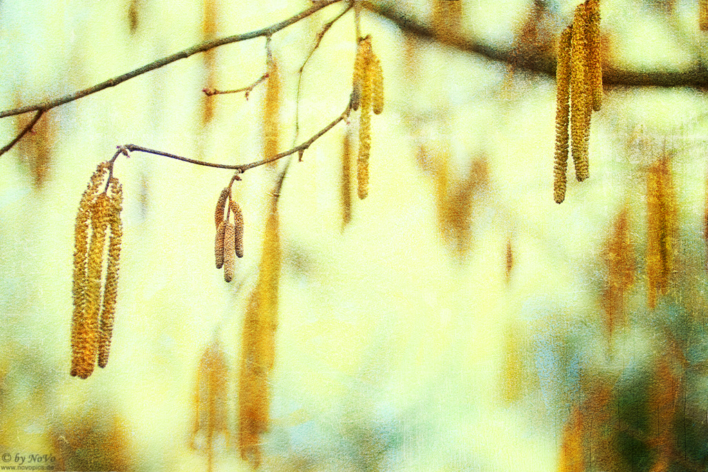 male catkinz on Common Hazel