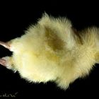 male chicks