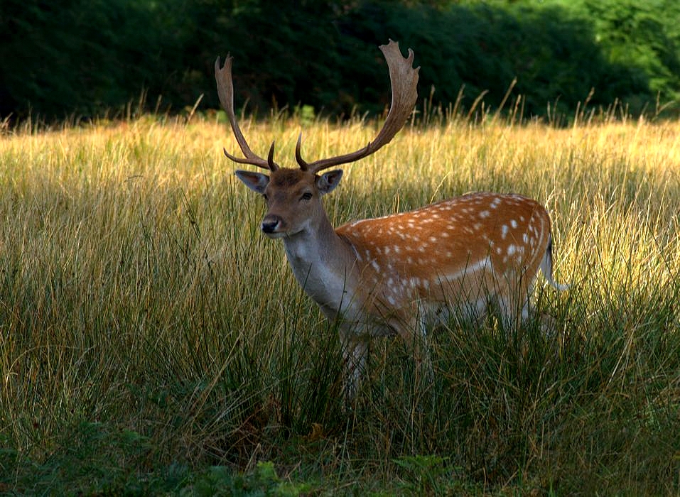male Deer