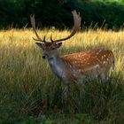 male Deer