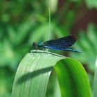 Male Demoiselle Dragonfly