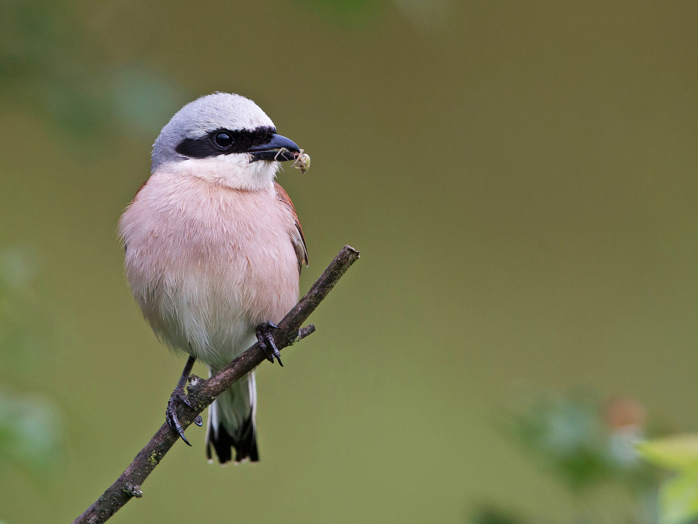 male feeding red backed shrike