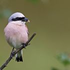 male feeding red backed shrike