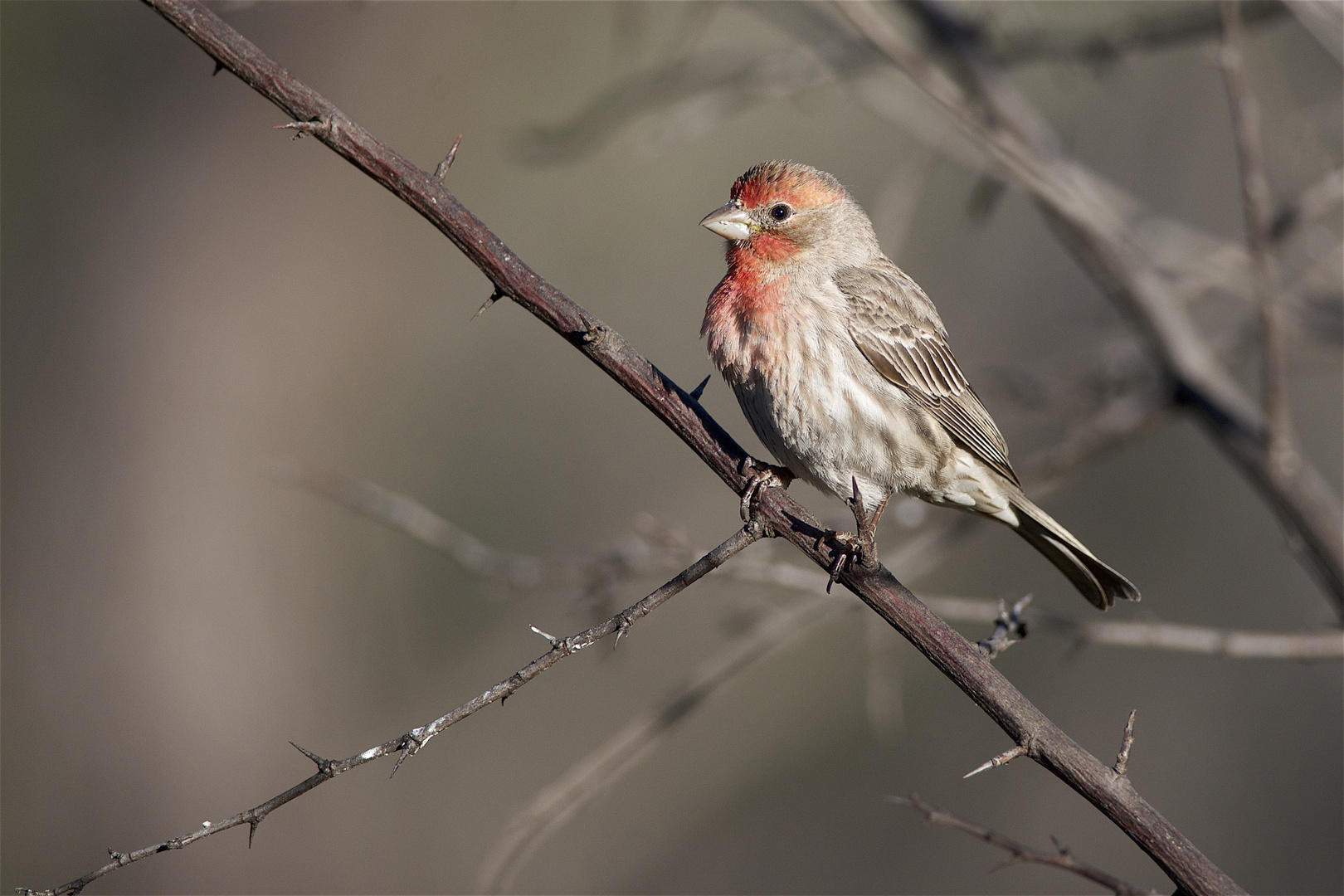 Male finch resting on branch.