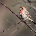 Male finch resting on branch.