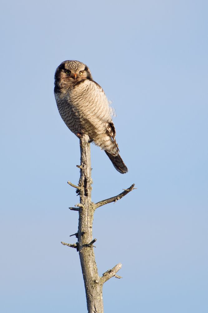 Male hawk owl