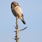 Male hawk owl