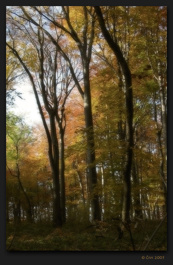 Male Karpaty forest