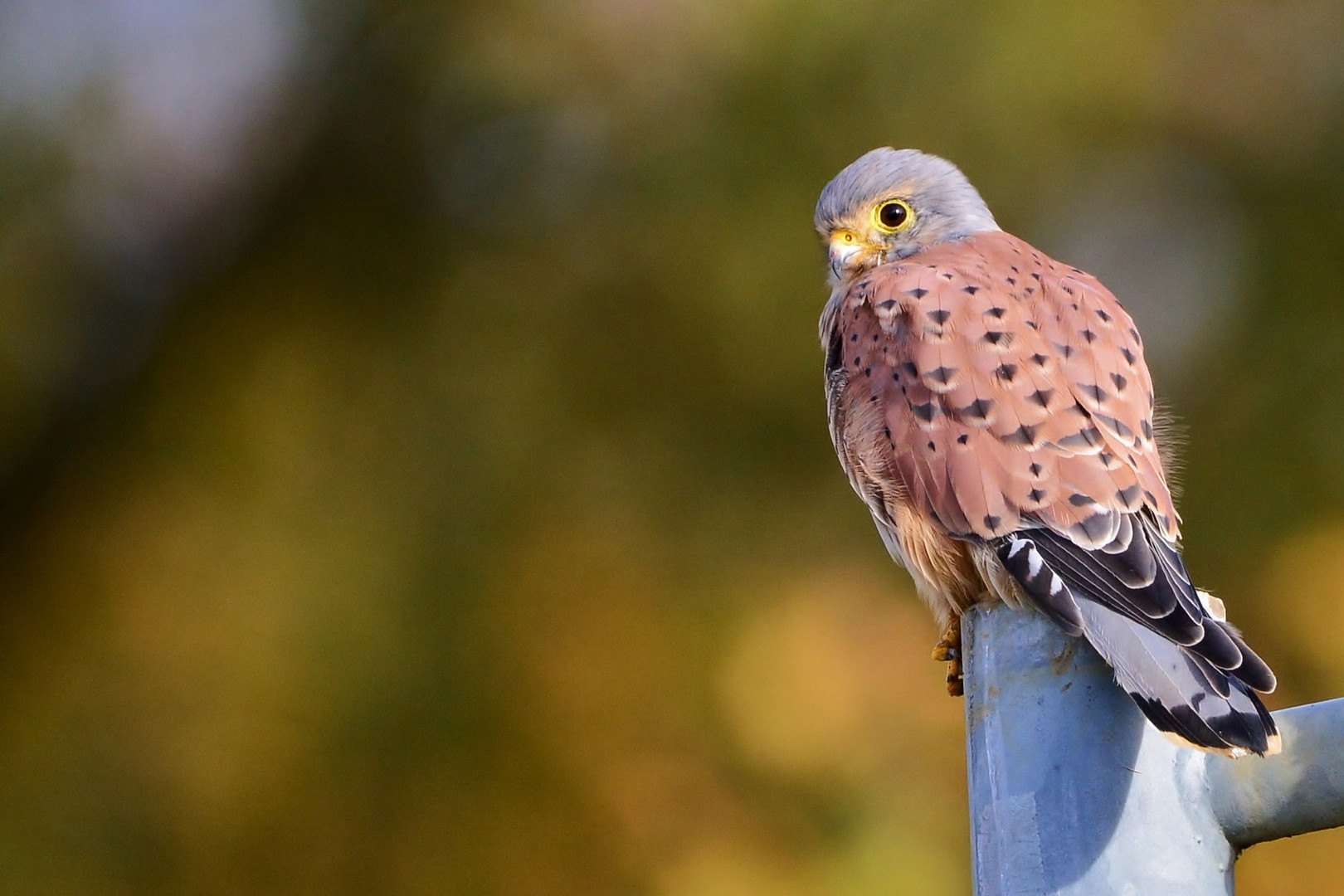 Male Kestrel?