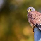 Male Kestrel?