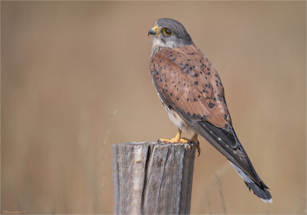 Male Kestrel in a better spot