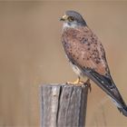 Male Kestrel in a better spot