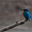 Male Kingfisher