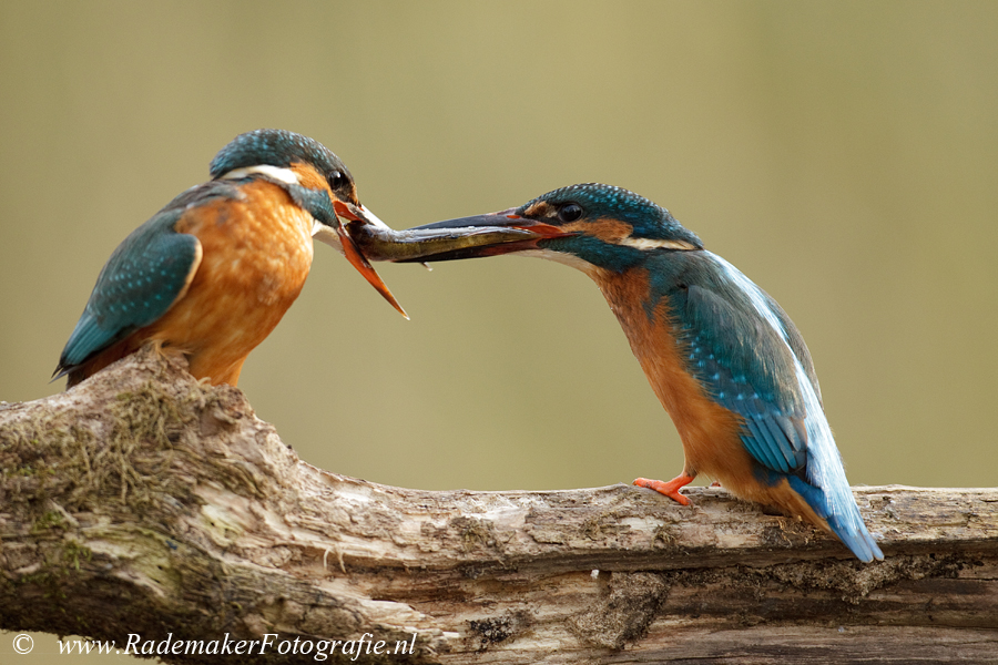 Male Kingfisher with fish for his wife