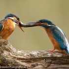 Male Kingfisher with fish for his wife