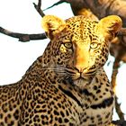 Male Leopard