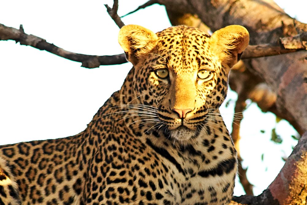 Male Leopard