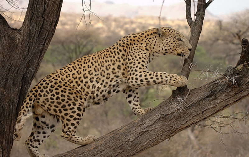 Male leopard